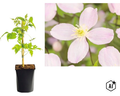 Klematis klätterväxt i en svart odlingskruka med en bambukäpp, tillsammans med en närbild på den ljuslila blomman med fyra kronblad. (Image AI modified or generated)