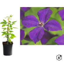 Klematis i kruka med klätterstöd och närbild på en lila blomma. (Image AI modified or generated)