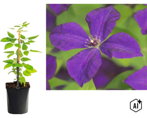 Klematis i kruka med klätterstöd och närbild på en lila blomma. (Image AI modified or generated)