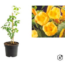 Gulblommande trumpetranka Campsis radicans i kruka med närbild på de trattformade blommorna. (Image AI modified or generated)