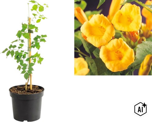 Gulblommande trumpetranka Campsis radicans i kruka med närbild på de trattformade blommorna. (Image AI modified or generated)