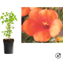 Trumpetvin Campsis radicans i kruka med närbild av en orange blomma. (Image AI modified or generated)