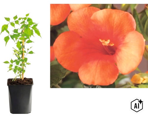 Trumpetvin Campsis radicans i kruka med närbild av en orange blomma. (Image AI modified or generated)