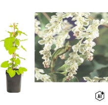 Bokharabinda i kruka med klätterstöd och närbild på de vita blommorna. (Image AI modified or generated)