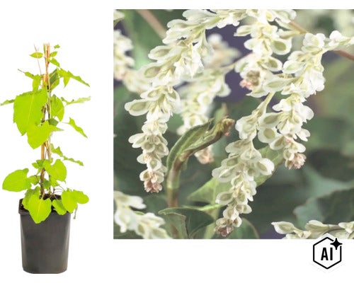 Bokharabinda i kruka med klätterstöd och närbild på de vita blommorna. (Image AI modified or generated)