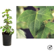 Murgröna Hedera helix på växtstöd i kruka med närbild på de karaktäristiska flikiga bladen. (Image AI modified or generated)