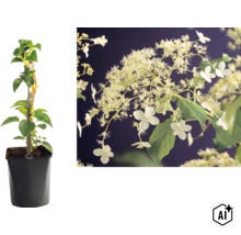 Klätterhortensia Hydrangea anomala petiolaris i kruka och en närbild av blommorna. (Image AI modified or generated)