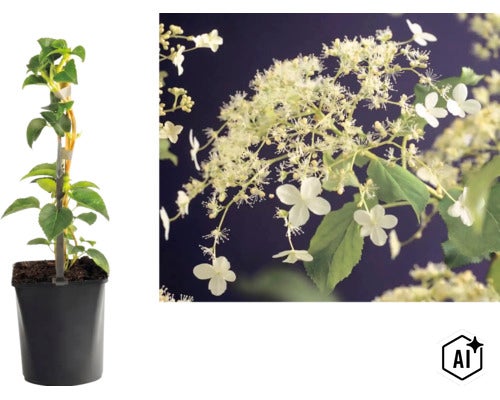 Klätterhortensia Hydrangea anomala petiolaris i kruka och en närbild av blommorna. (Image AI modified or generated)