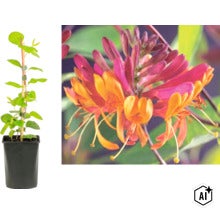 Klätterväxt kaprifol Lonicera i kruka med stödpinne och närbild på rosa och gula blommor. (Image AI modified or generated)