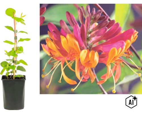 Klätterväxt kaprifol Lonicera i kruka med stödpinne och närbild på rosa och gula blommor. (Image AI modified or generated)