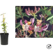 Kaprifol (Lonicera) i kruka med stöd och närbild på de rörformade blommorna. (Image AI modified or generated)