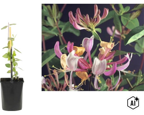 Kaprifol (Lonicera) i kruka med stöd och närbild på de rörformade blommorna. (Image AI modified or generated)
