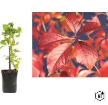 Klättervildvin Parthenocissus quinquefolia i kruka och detaljbild av röda höstlöv. (Image AI modified or generated)