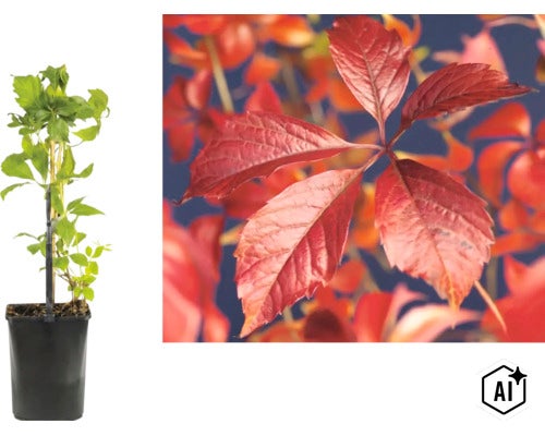 Klättervildvin Parthenocissus quinquefolia i kruka och detaljbild av röda höstlöv. (Image AI modified or generated)