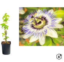 Passionsblomma (Passiflora caerulea) i svart plastkruka med klätterstöd och närbild på den blåvita blomman. (Image AI modified or generated)