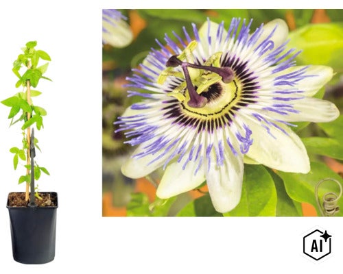 Passionsblomma (Passiflora caerulea) i svart plastkruka med klätterstöd och närbild på den blåvita blomman. (Image AI modified or generated)
