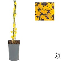 Vinterjasmin Jasminum nudiflorum i kvadratisk grå plastkruka, fäst vid bambukäpp, med detaljbild på de gula blommorna. (Image AI modified or generated)
