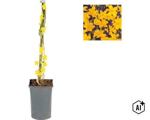 Vinterjasmin Jasminum nudiflorum i kvadratisk grå plastkruka, fäst vid bambukäpp, med detaljbild på de gula blommorna. (Image AI modified or generated)
