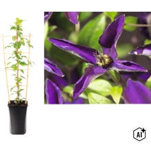 Klematis i kruka med spaljé och närbild på den lila blomman. (Image AI modified or generated)