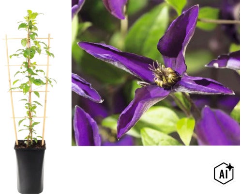 Klematis i kruka med spaljé och närbild på den lila blomman. (Image AI modified or generated)