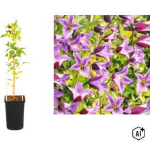 Klematis klätterväxt i svart kruka med klätterstöd och närbild på lila klockformade blommor. (Image AI modified or generated)