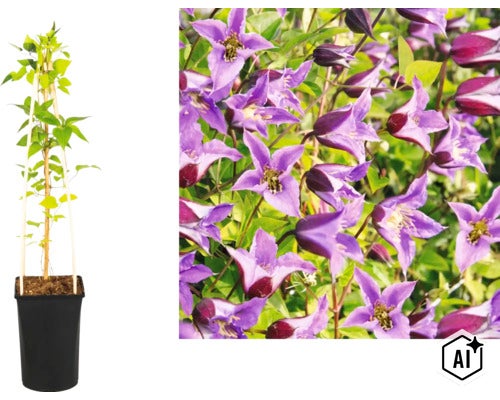 Klematis klätterväxt i svart kruka med klätterstöd och närbild på lila klockformade blommor. (Image AI modified or generated)