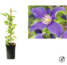 Klematis med lila blomma i kruka med bambustöd och närbild på blomman. (Image AI modified or generated)