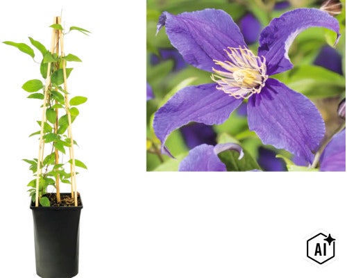 Klematis med lila blomma i kruka med bambustöd och närbild på blomman. (Image AI modified or generated)