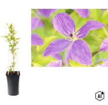 Klematis i svart kruka med klätterstöd av trä och närbild av en lila blomma. (Image AI modified or generated)