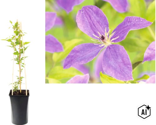 Klematis i svart kruka med klätterstöd av trä och närbild av en lila blomma. (Image AI modified or generated)