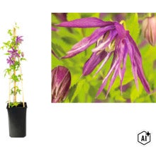 Klematis i en svart kruka med bambupinnar som klätterstöd och närbild på den lila blomman. (Image AI modified or generated)