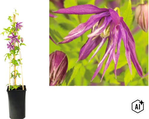 Klematis i en svart kruka med bambupinnar som klätterstöd och närbild på den lila blomman. (Image AI modified or generated)