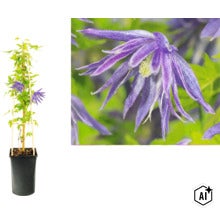 Alpklematis Clematis macropetala i kruka med spaljé och närbild på den lila blomman. (Image AI modified or generated)