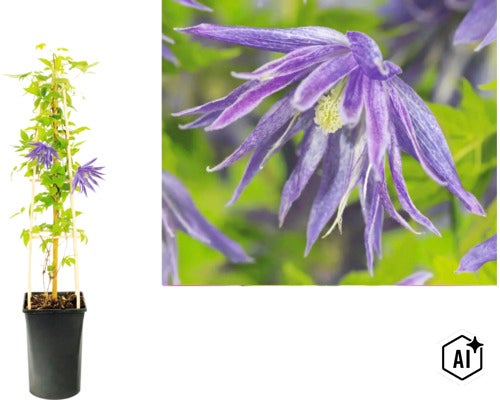 Alpklematis Clematis macropetala i kruka med spaljé och närbild på den lila blomman. (Image AI modified or generated)
