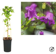 Klematis i kruka med växtstöd av trä och närbild på de klockformade blommorna. (Image AI modified or generated)