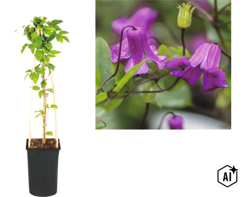 Klematis i kruka med växtstöd av trä och närbild på de klockformade blommorna. (Image AI modified or generated)