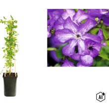 Klematis i en hög svart kruka med klätterstöd av trä och närbild på lila blommor. (Image AI modified or generated)