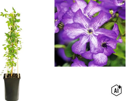 Klematis i en hög svart kruka med klätterstöd av trä och närbild på lila blommor. (Image AI modified or generated)