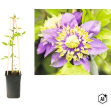 Klematis i svart kruka med klätterstöd av trä samt närbild på en fylld lila-gul blomma. (Image AI modified or generated)