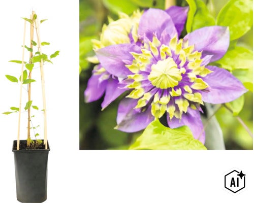 Klematis i svart kruka med klätterstöd av trä samt närbild på en fylld lila-gul blomma. (Image AI modified or generated)