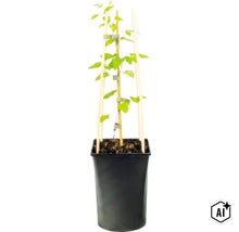 Klätterväxt i svart plastkruka med klätterstöd av trä och central bambupinne. (Image AI modified or generated)