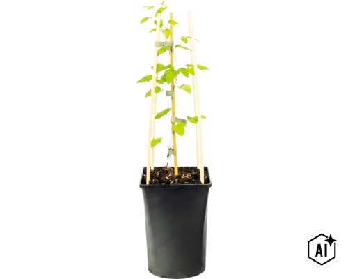 Klätterväxt i svart plastkruka med klätterstöd av trä och central bambupinne. (Image AI modified or generated)