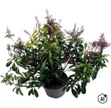 Buskrosling Pieris japonica i kruka med gröna blad och mörka blomknoppar. (Image AI modified or generated)