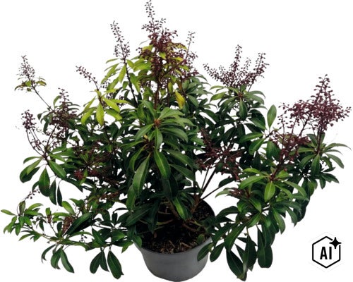 Buskrosling Pieris japonica i kruka med gröna blad och mörka blomknoppar. (Image AI modified or generated)