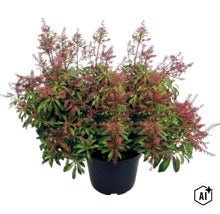Japansk buskrosling Pieris japonica med rödaktiga blomknoppar och gröna blad i en svart kruka. (Image AI modified or generated)