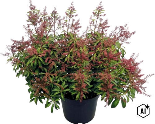 Japansk buskrosling Pieris japonica med rödaktiga blomknoppar och gröna blad i en svart kruka. (Image AI modified or generated)