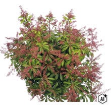 Japansk buskrosling Pieris japonica med gröna blad och rödaktiga blomvippor. (Image AI modified or generated)