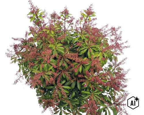 Japansk buskrosling Pieris japonica med gröna blad och rödaktiga blomvippor. (Image AI modified or generated)