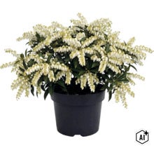 Japansk buskrosling med vita blomklasar och gröna blad i en svart plastkruka. (Image AI modified or generated)