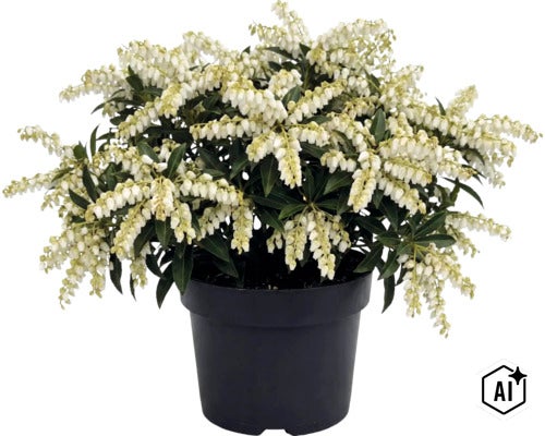 Japansk buskrosling med vita blomklasar och gröna blad i en svart plastkruka. (Image AI modified or generated)